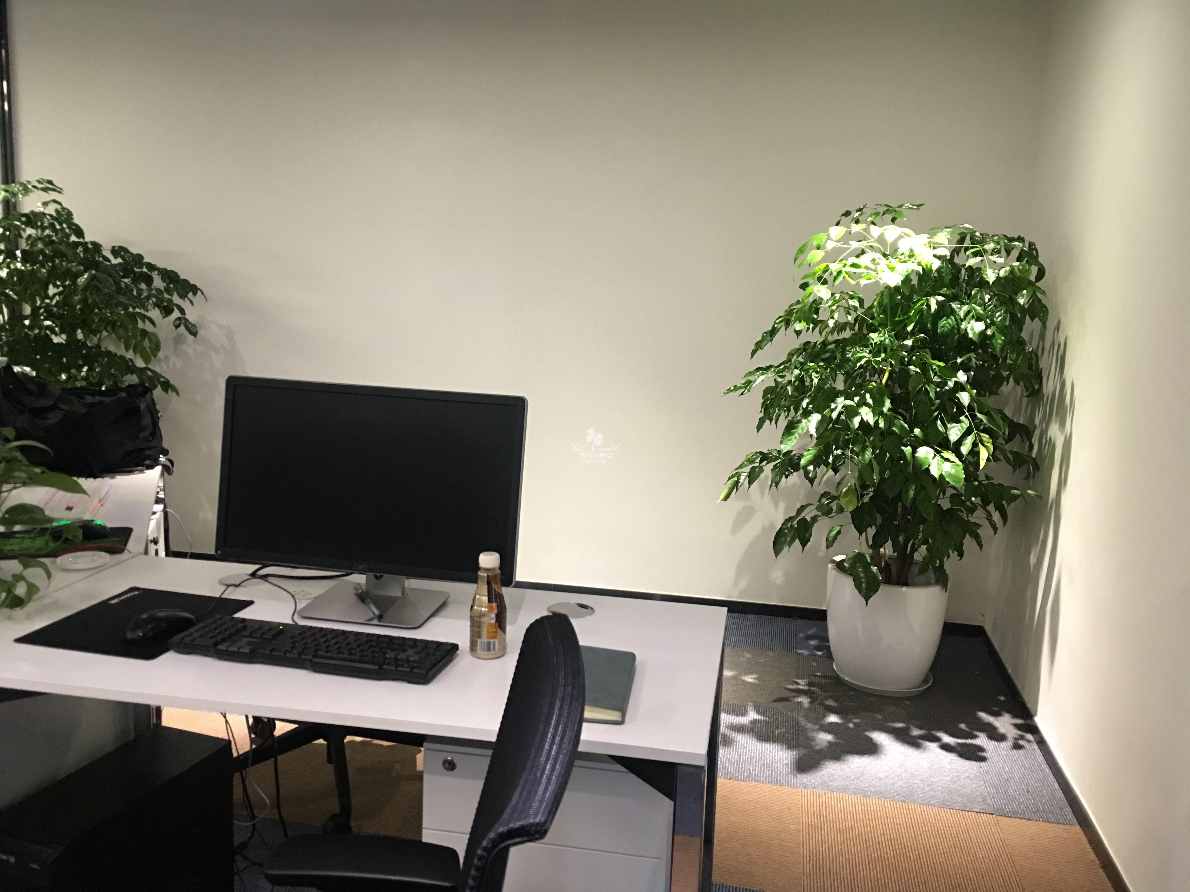 办公室绿植物租赁